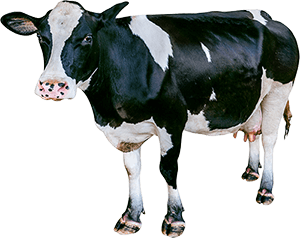 cow-3a